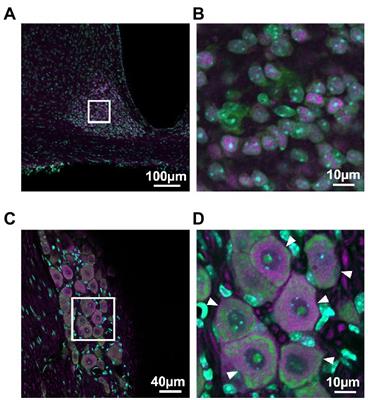 Circadian rhythm of PERIOD2::LUCIFERASE expression in the trigeminal ganglion of mice